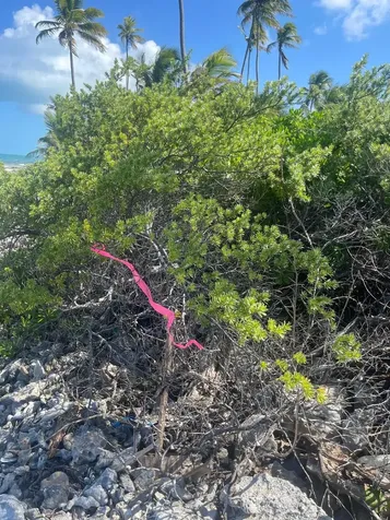 Driggs Hill 71a Andros BS