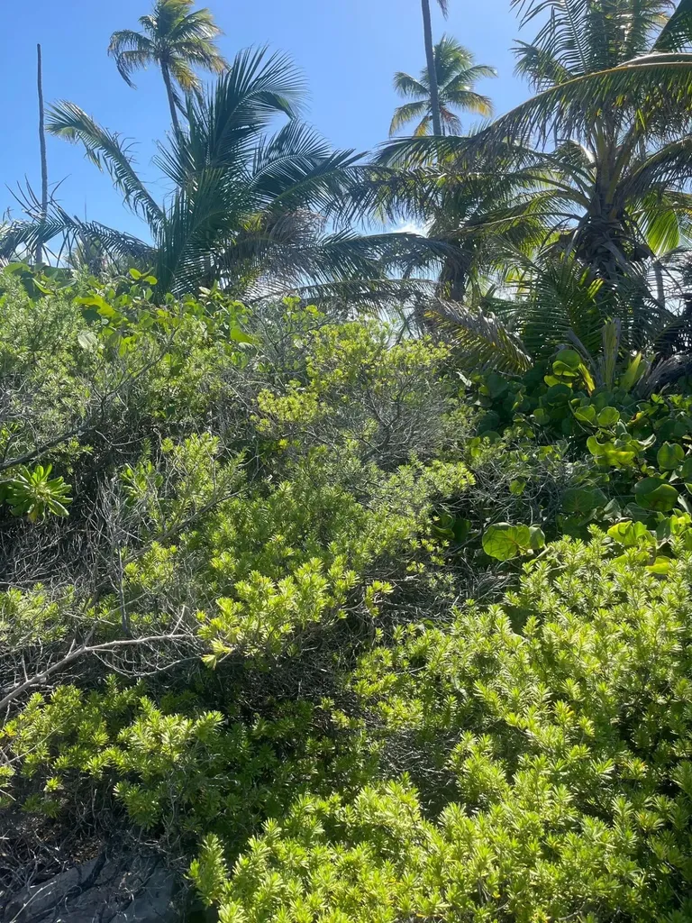 Driggs Hill A5 Andros BS