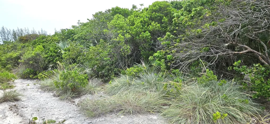 Whale Point Estates Eleuthera BS