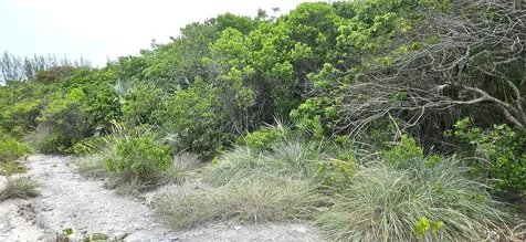 Whale Point Estates Eleuthera BS