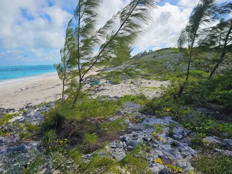 Grape Piece 1-3 Exuma BS