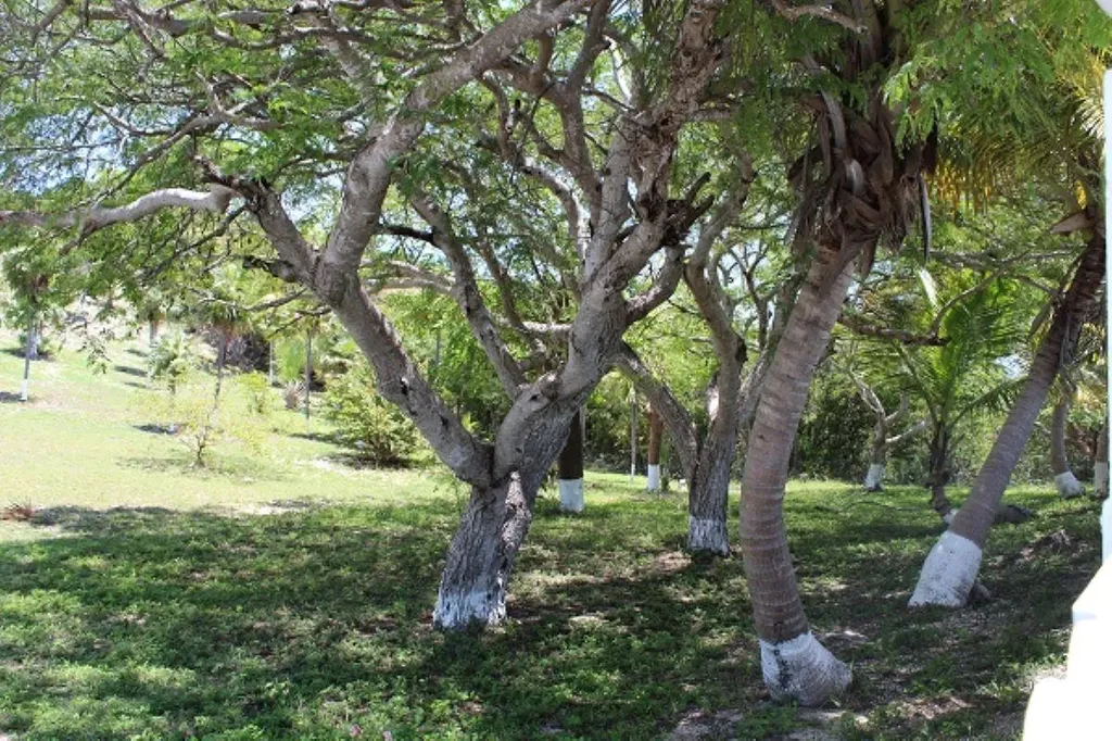 Stella Maris Long Island BS