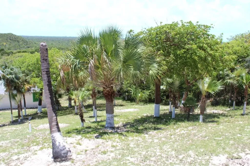 Stella Maris Long Island BS