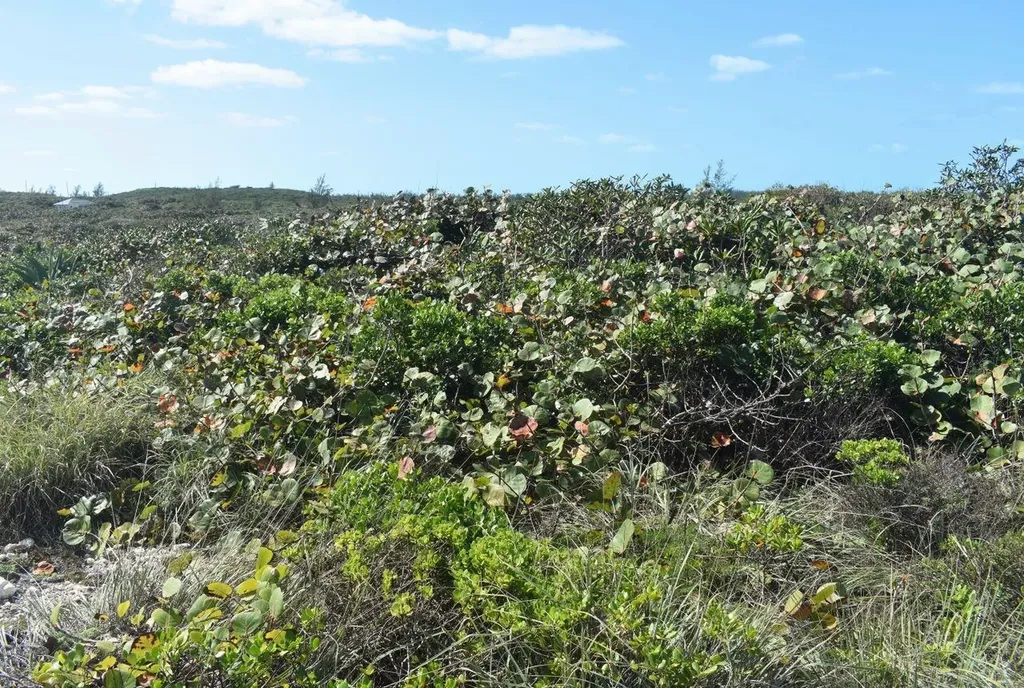 Whale Point Estates Eleuthera BS