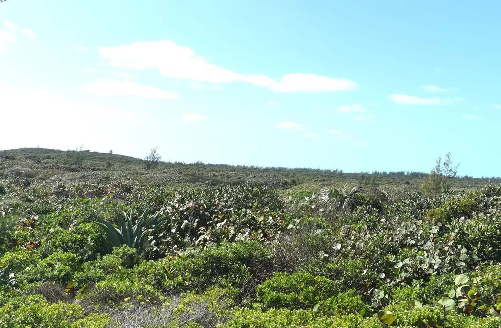 Whale Point Estates Eleuthera BS