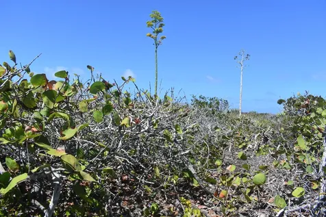 Whale Point Estates Eleuthera BS