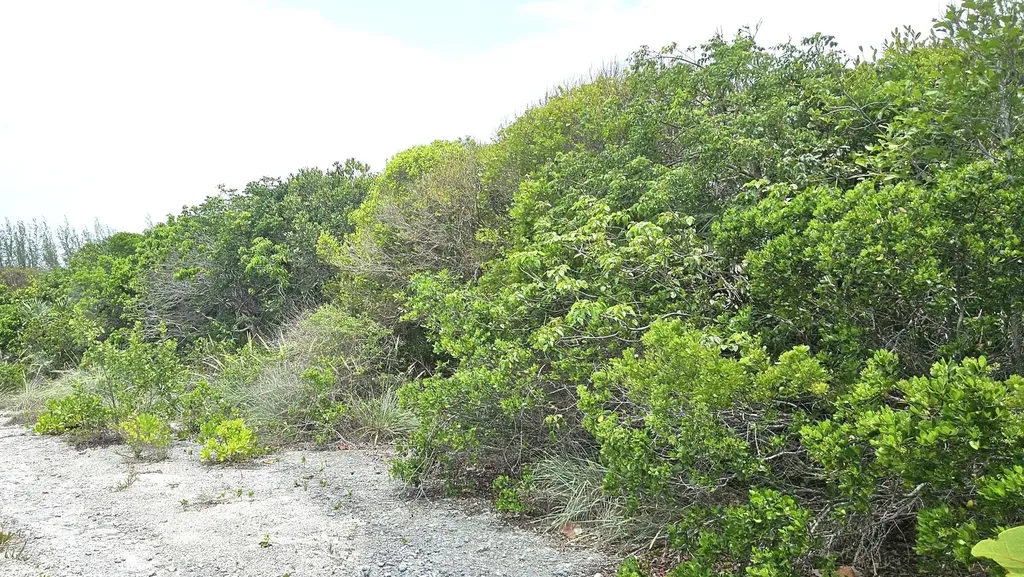 Whale Point Estates Eleuthera BS