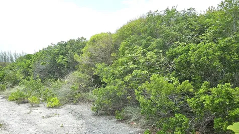 Whale Point Estates Eleuthera BS