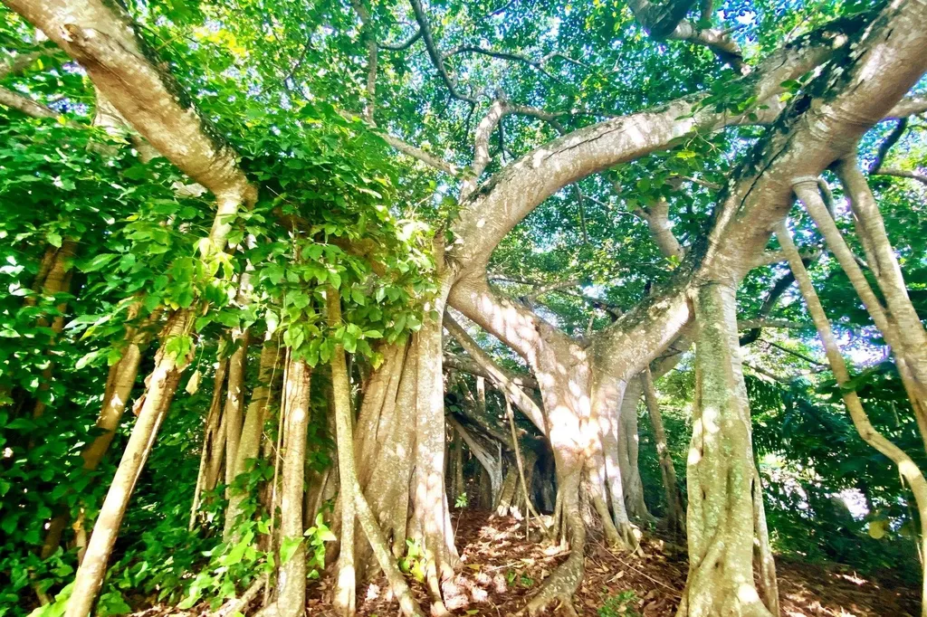 Thatch Tree House Eleuthera BS