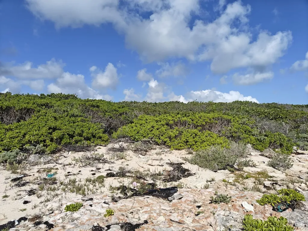 Morgan's Drive (bluff Road) Andros BS