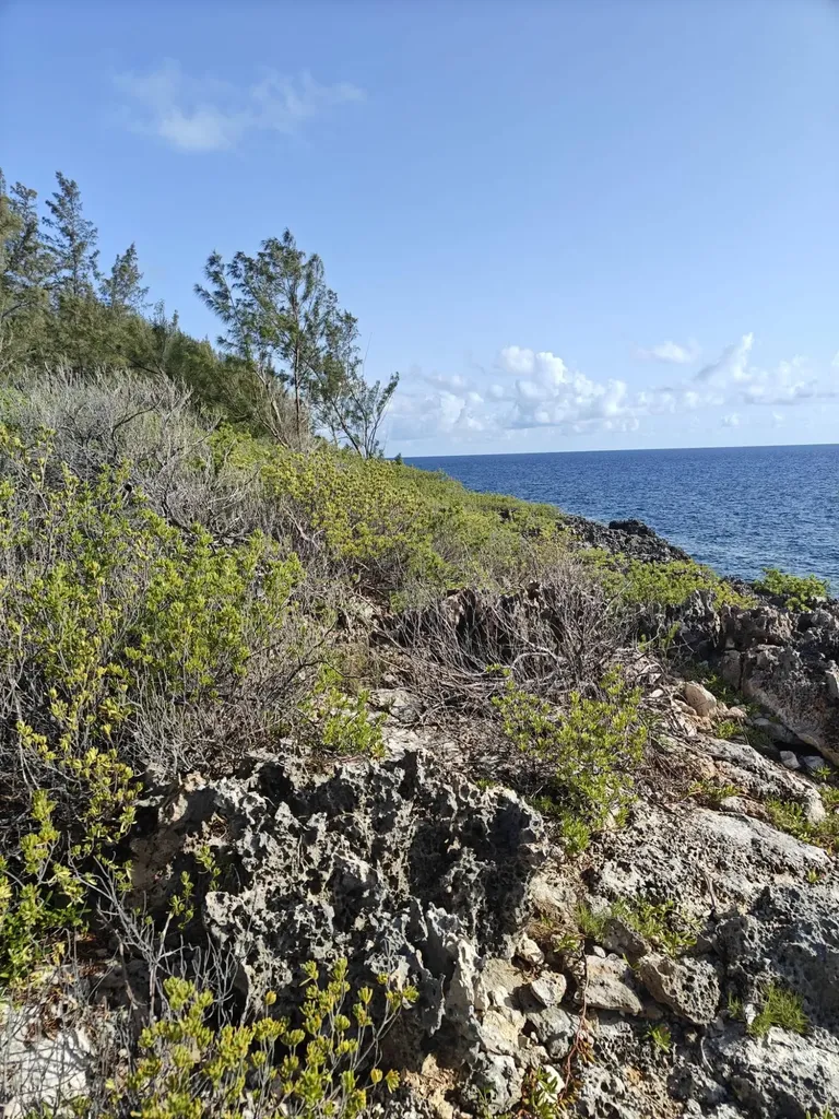 Morgan's Drive (bluff Road) Andros BS