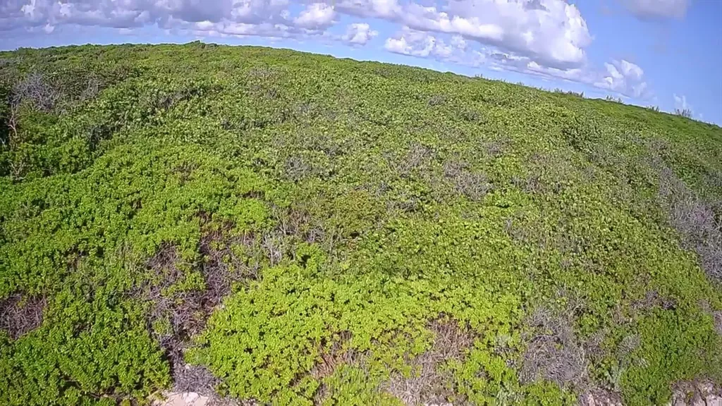 Morgan's Drive (bluff Road) Andros BS