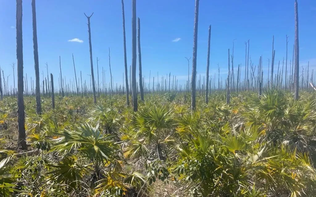 Lot 17 Lucaya Estates Grand Bahama Freeport BS