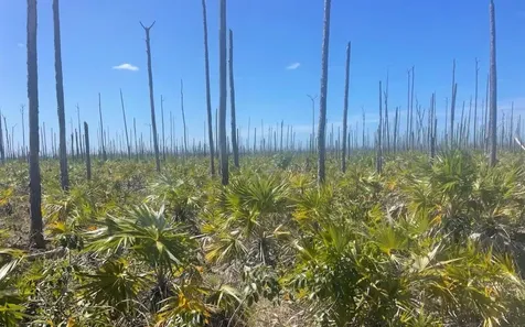 Lot 17 Lucaya Estates Grand Bahama Freeport BS