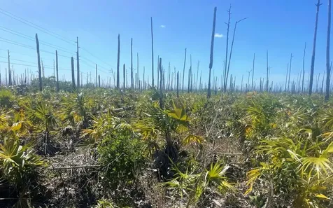 Lot 17 Lucaya Estates Grand Bahama Freeport BS