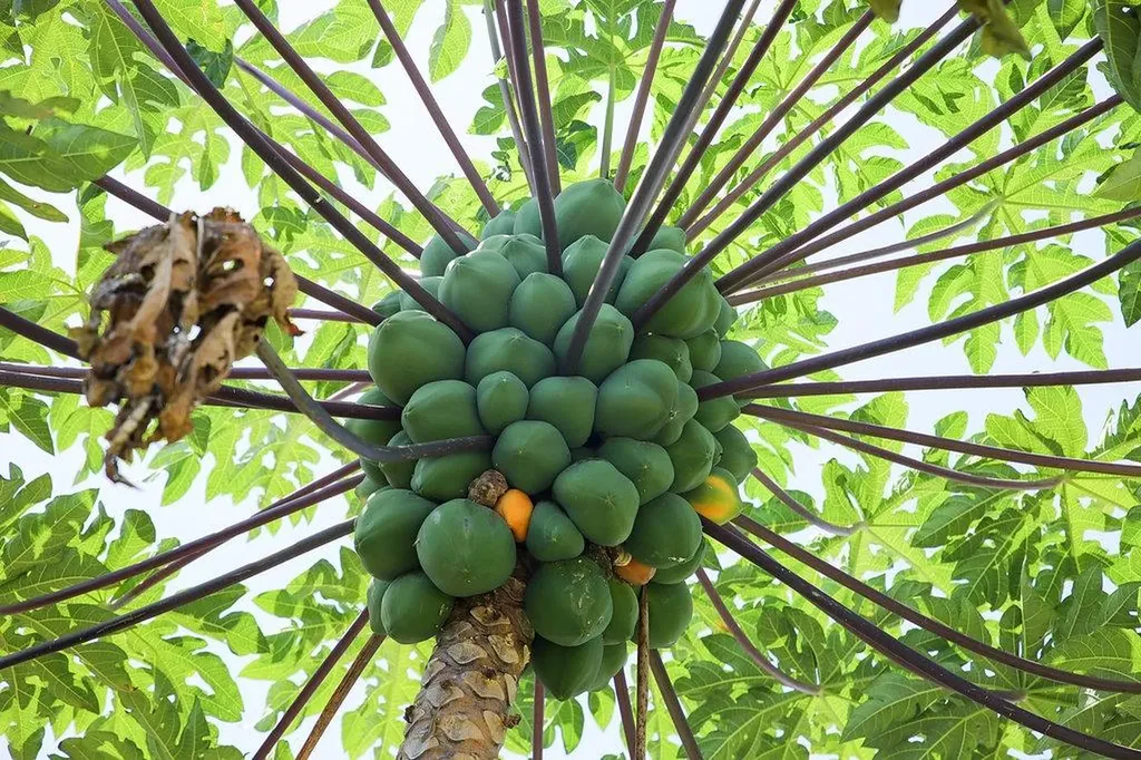 4-5 Eastern Bonnie Lane New Providence Paradise Island BS