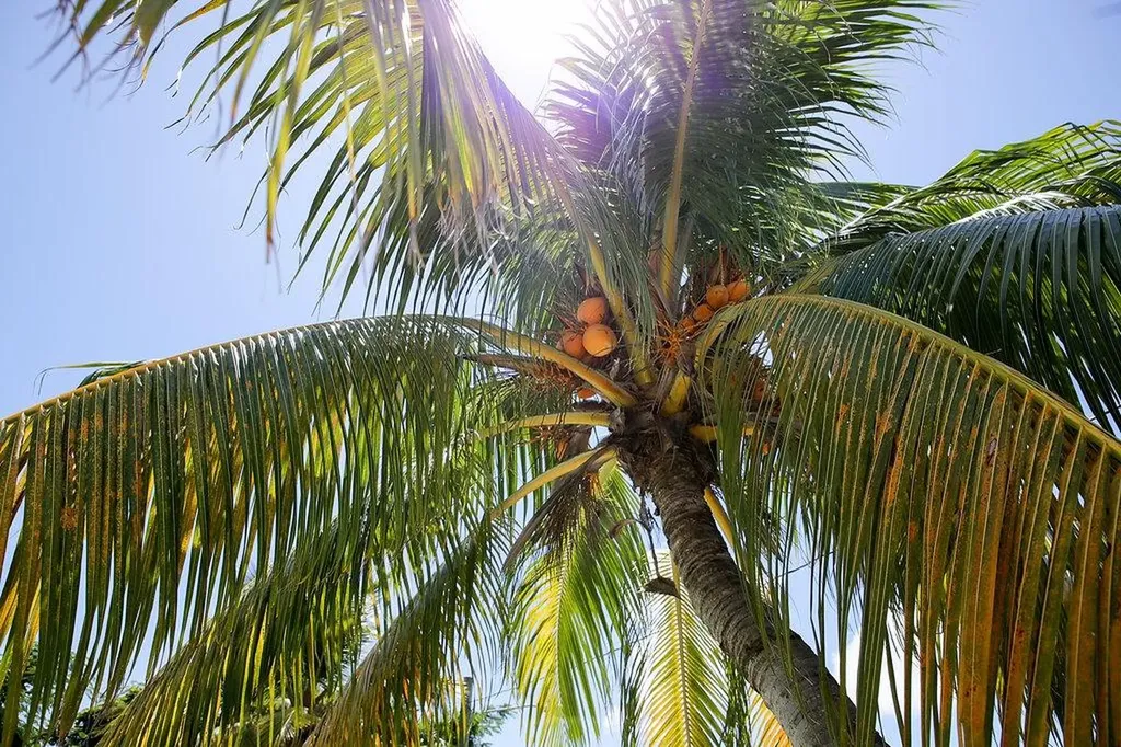 4-5 Eastern Bonnie Lane New Providence Paradise Island BS