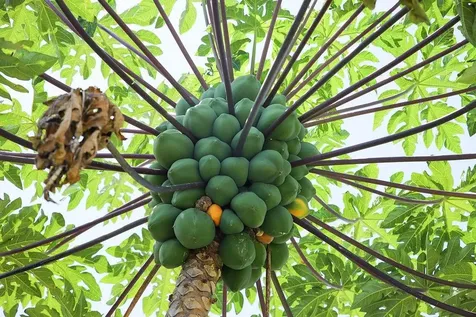 4-5 Eastern Bonnie Lane New Providence Paradise Island BS