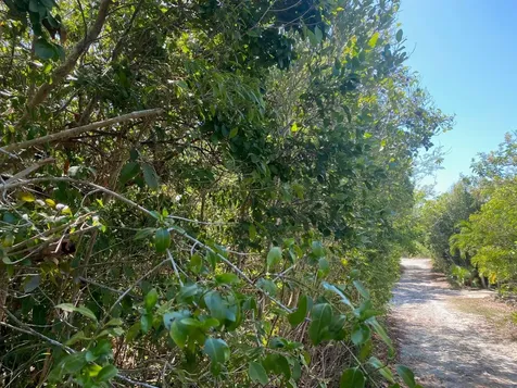 Ocean Boulevard Lots Eleuthera BS