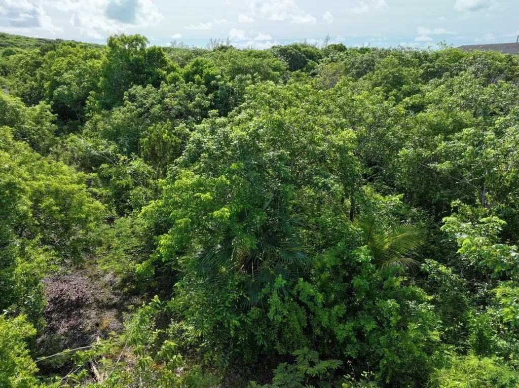 The Bahamas Eleuthera Eleuthera BS
