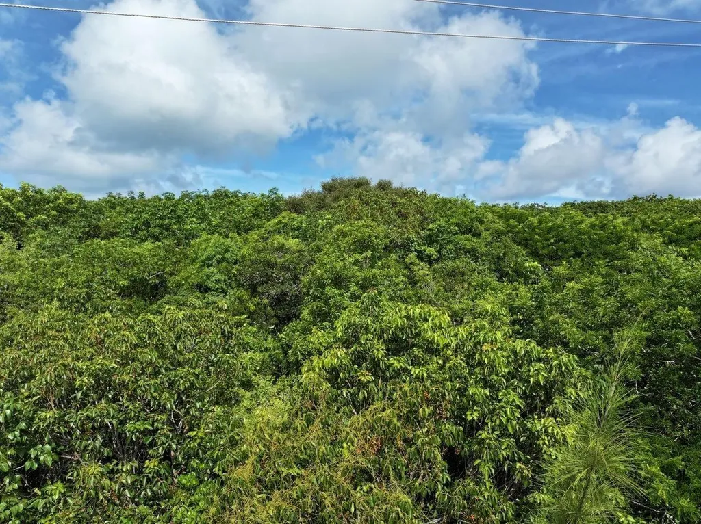 The Bahamas Eleuthera Eleuthera BS