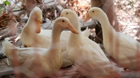 Gladstone Road New Providence Paradise Island BS