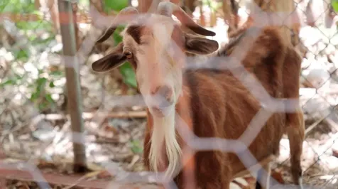 Gladstone Road New Providence Paradise Island BS