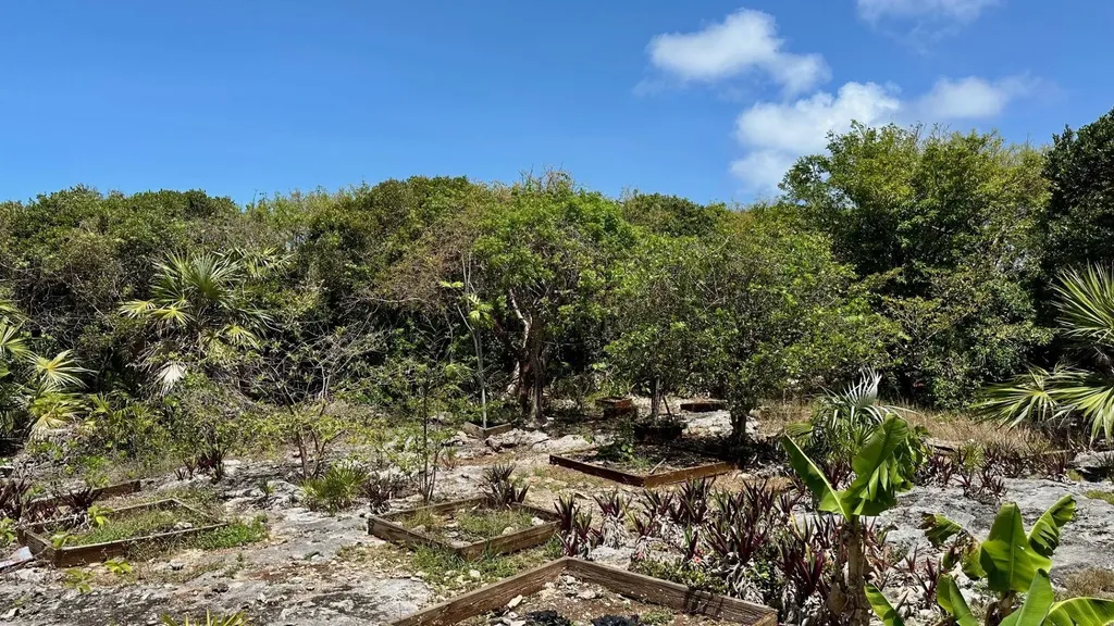 Honey Creeper Road Eleuthera BS