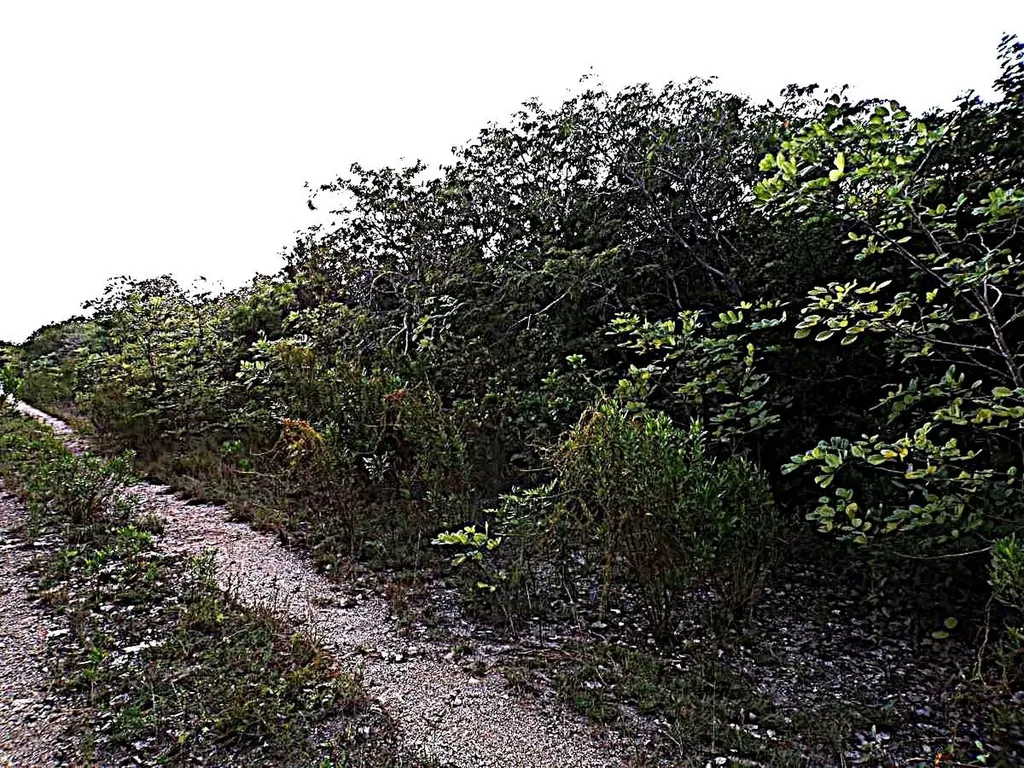 Plot# 11 O'neils Long Island BS