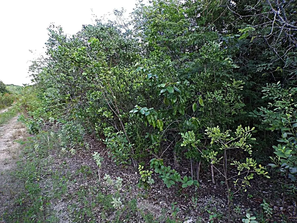 Plot# 11 O'neils Long Island BS