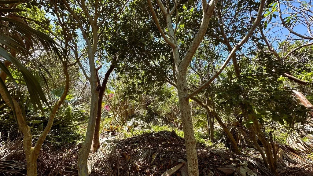 Elysium Signal Light Road Eleuthera BS