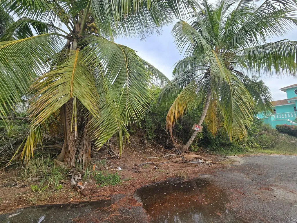 Wild Pigeon Close Winton New Providence Paradise Island BS