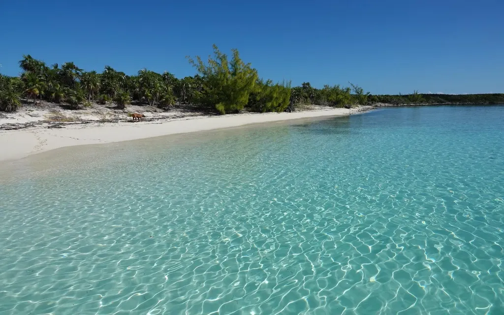 Sand Dollar Cay Berry Islands BS