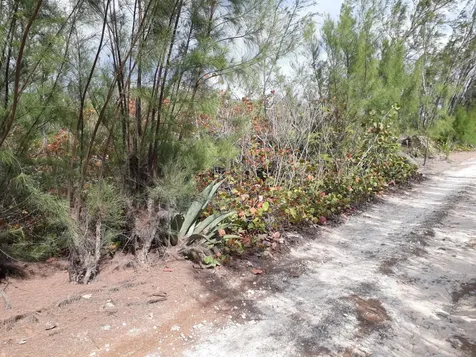 Whale Point Estates Eleuthera BS