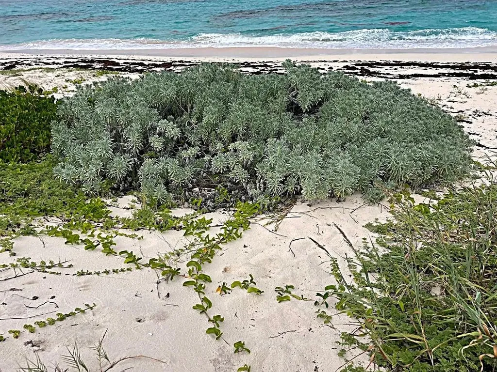 3.49 Acres, Morrisville Long Island BS