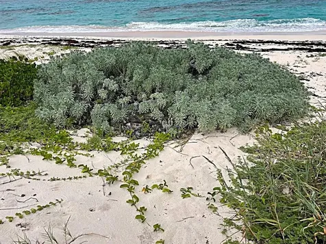 3.49 Acres, Morrisville Long Island BS