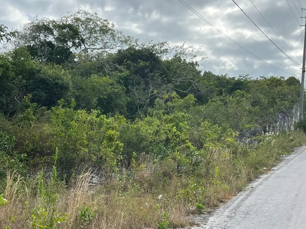 Zebra Fish Road Exuma BS