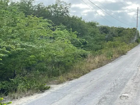 Zebra Fish Road Exuma BS