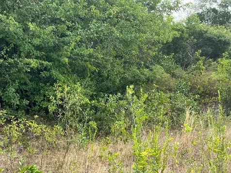 Zebra Fish Road Exuma BS