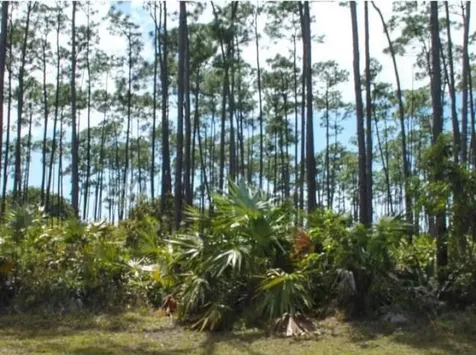 Grand Bahama Mf Lot Grand Bahama Freeport BS