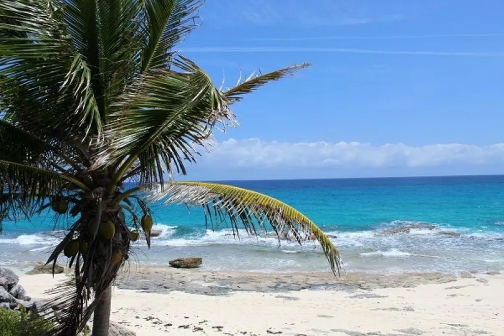 Lot# 51 Long Island BS