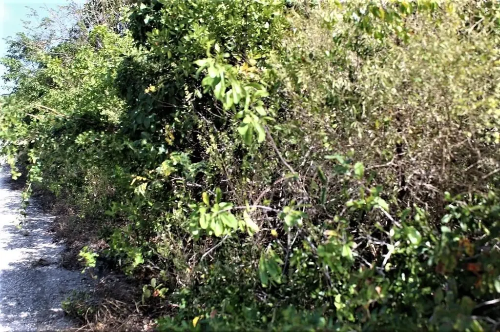 Lot# 51 Long Island BS