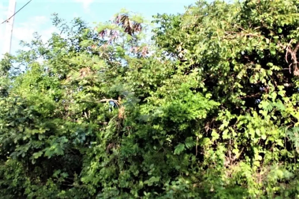 Lot# 51 Long Island BS