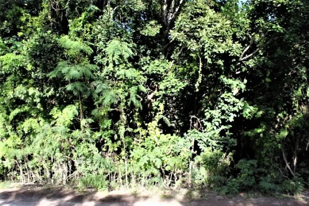 Lot# 51 Long Island BS