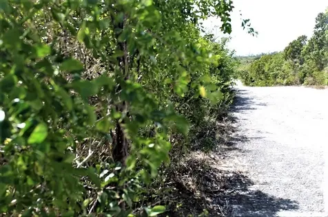 Lot# 51 Long Island BS