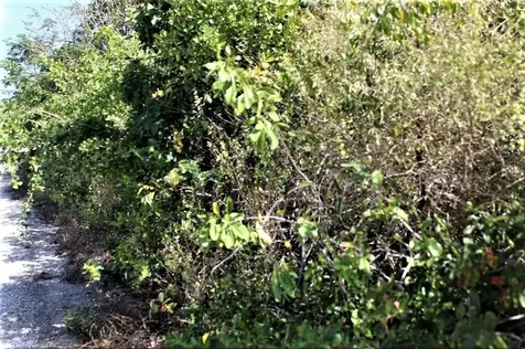 Lot# 51 Long Island BS