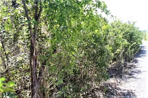 Lot# 51 Long Island BS