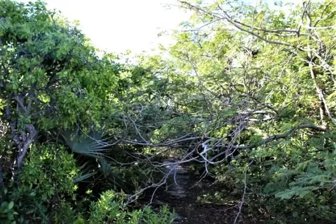 Lot# 51 Long Island BS