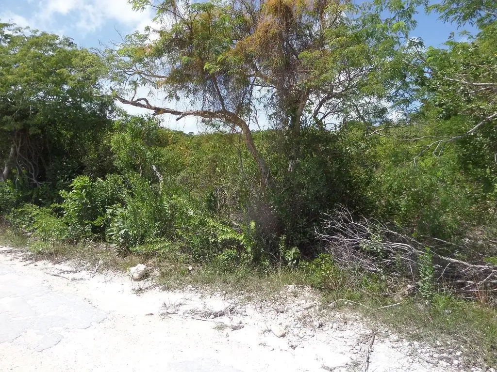 Lot# 564. Stella Maris Long Island BS