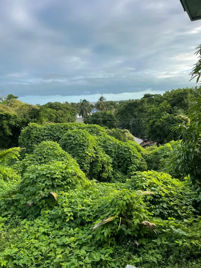 Fox Hill 1 New Providence Paradise Island BS